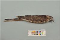 藏品(鷹鵑)的圖片